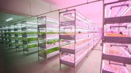 植物工廠與內陸水產(chǎn)養(yǎng)殖 未來農(nóng)業(yè)的新趨勢