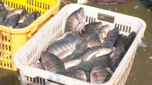 景洪內陸水產養殖 水上春耕按下加速鍵，產銷一體化激活新動能