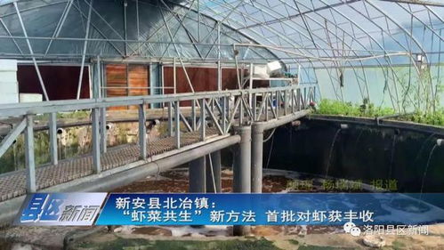 蝦菜共生 內(nèi)陸水產(chǎn)養(yǎng)殖與無(wú)土栽培的完美牽手，實(shí)現(xiàn)年產(chǎn)值7000萬(wàn)元雙豐收