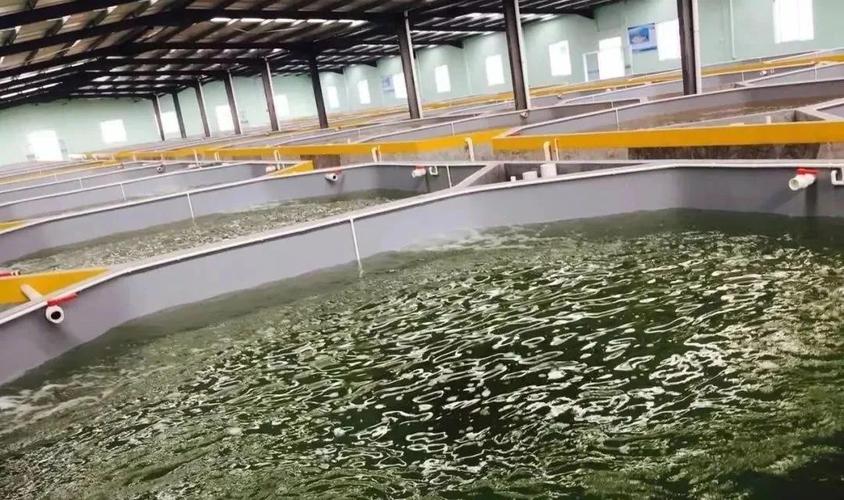 從源頭到餐桌 工廠化水產(chǎn)養(yǎng)殖尾水處理技術(shù)進(jìn)展與內(nèi)陸?zhàn)B殖銷售新格局