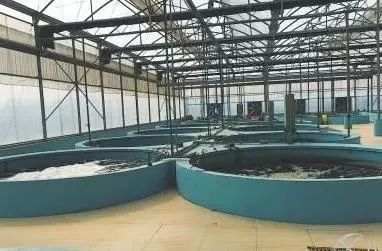 “益生菌+循環(huán)水”模式 攻克內(nèi)陸南美白對(duì)蝦養(yǎng)殖難題，實(shí)現(xiàn)每平方米5公斤高產(chǎn)