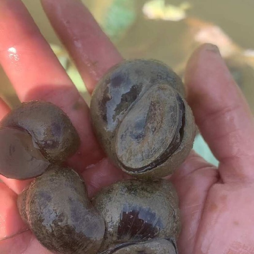 2016年阿爾及利亞內陸水產養殖技術培訓班開班，助力水產養殖與銷售融合發展