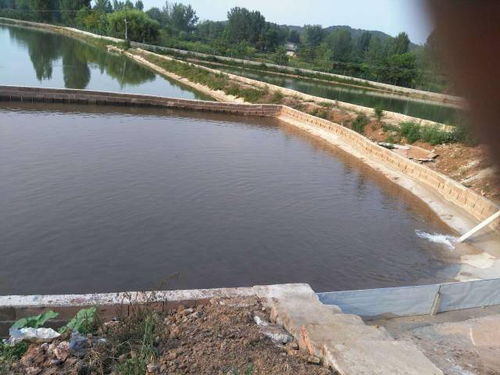 養殖新手必學 內陸水產養殖場高效管理與銷售指南