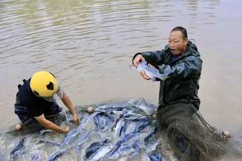內陸水產養殖 警惕這10個防病誤區，守護您的養殖收益