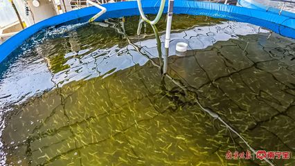 南陽鎮 特色養殖有“錢”景，內陸水產養殖拓寬致富路